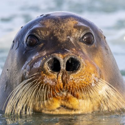 Norge, nordmannsreiser, nordenSommerferie på Svalbard