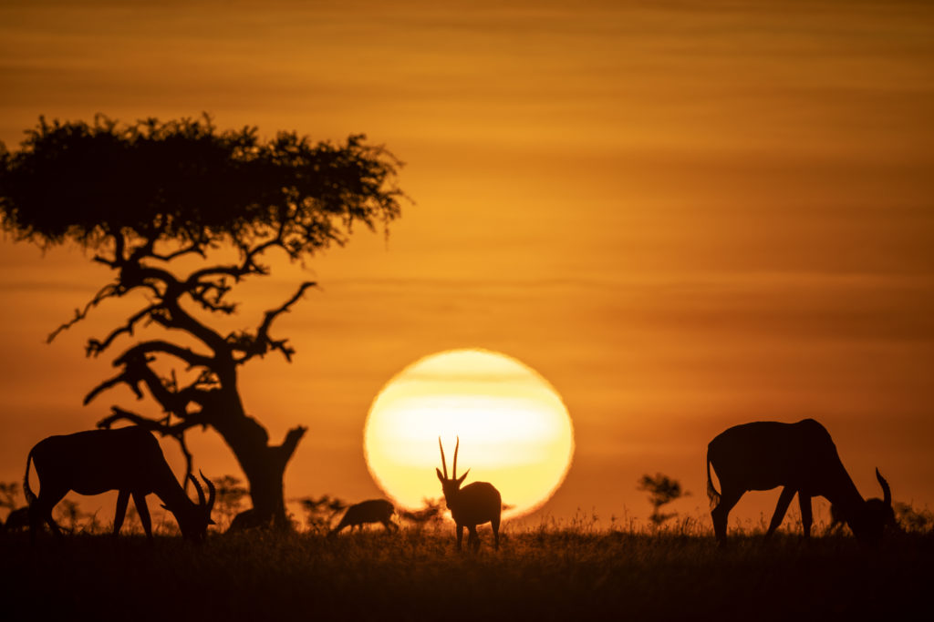 safari i Masai Mara USa spesialisten Amerikaspesialisten, nordmannsreiser, cruisereiser