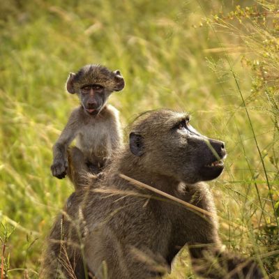 Safari i Victoria Falls og Chobe National Park USa spesialisten Amerikaspesialisten, nordmannsreiser, cruisereiser