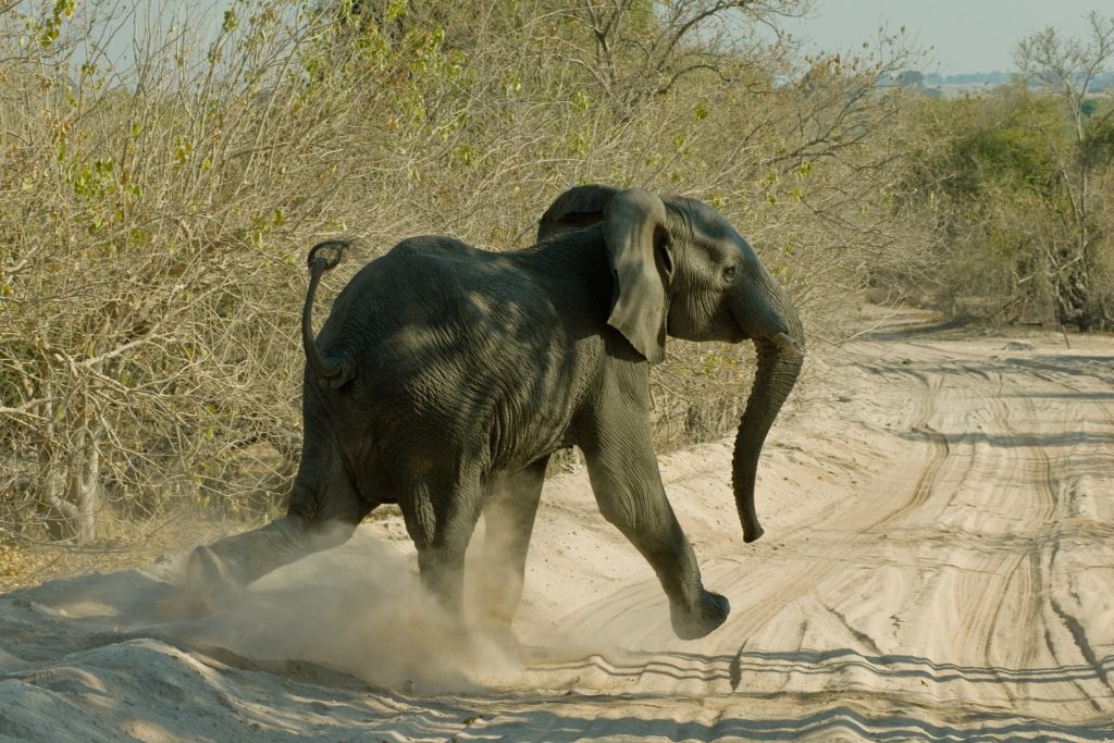 Safari i Victoria Falls og Chobe National Park USa spesialisten Amerikaspesialisten, nordmannsreiser, cruisereiser