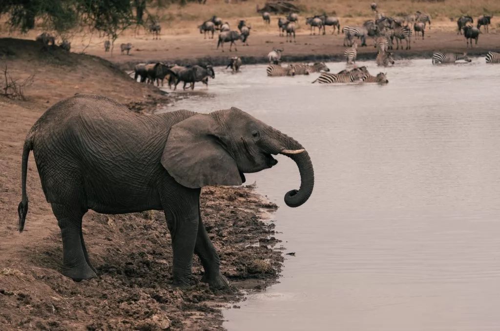 Reise til Kilimanjaro USa spesialisten Amerikaspesialisten, nordmannsreiser, cruisereiser