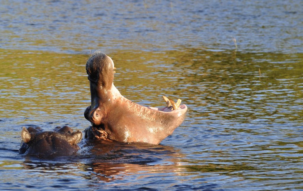 Safari i Victoria Falls og Chobe National Park USa spesialisten Amerikaspesialisten, nordmannsreiser, cruisereiser