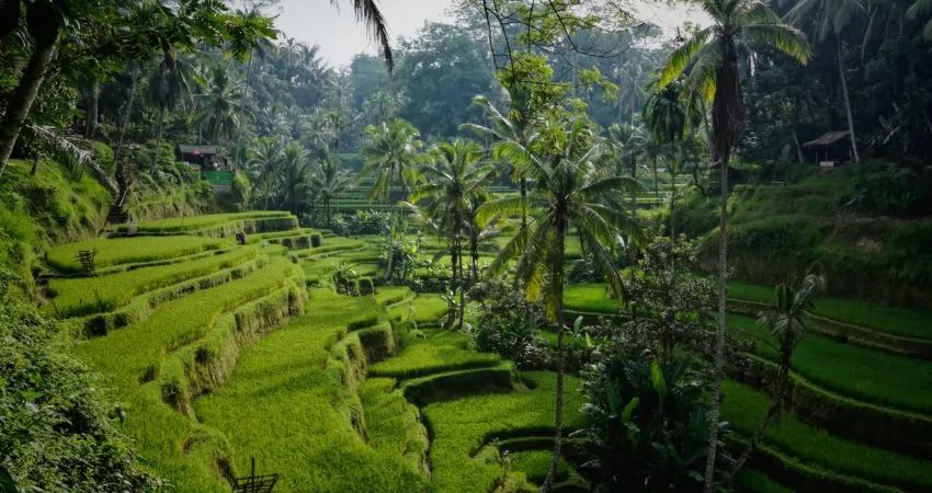 Solferie på Bali USa spesialisten Amerikaspesialisten, nordmannsreiser, cruisereiser