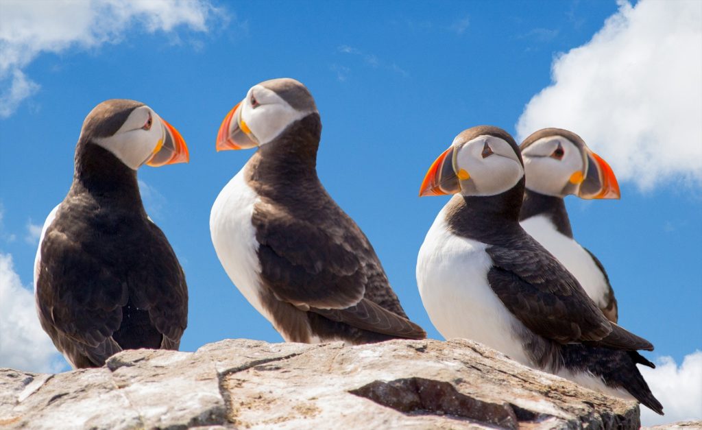 langhelg på Island USa spesialisten Amerikaspesialisten, nordmannsreiser, cruisereiser