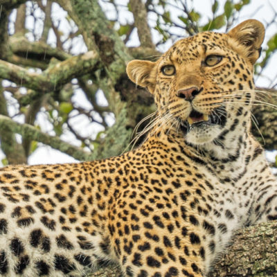 safari i Masai Mara USa spesialisten Amerikaspesialisten, nordmannsreiser, cruisereiser