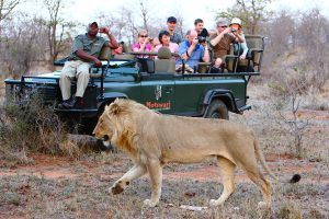 nordmannsreiser, amerikaspesialisten, cruisereiser, safari, afrika, reise til cape town og safari i timbavati